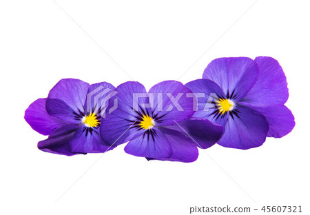 pansy isolated 45607321
