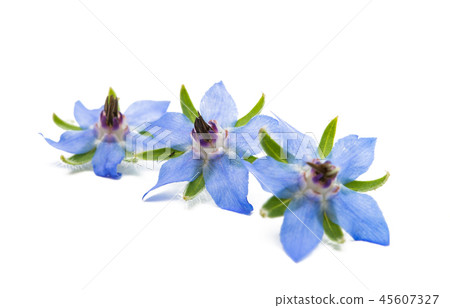 borageo isolated borageo isolated 45607327