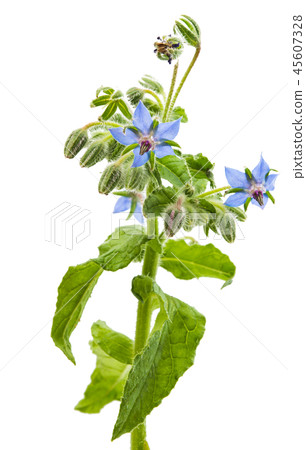 borageo isolated borageo isolated 45607328