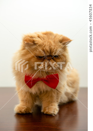 Image of ginger cat in red bow tie sitting 45607834