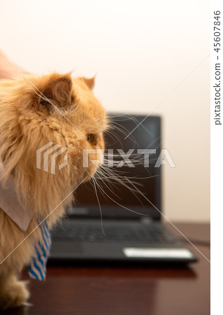 Image of exotic cat in striped tie on laptop background Image of exotic cat in striped tie on laptop background 45607846