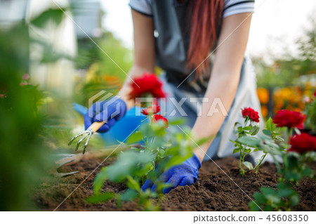 Image of young agronomist woman in rubber glovers planting red roses in garden 45608350