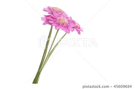 pink daisy isolated 45609684
