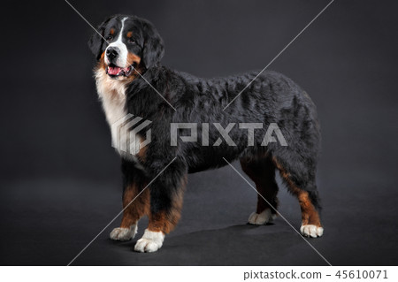 Big shaggy black domestic animal 45610071