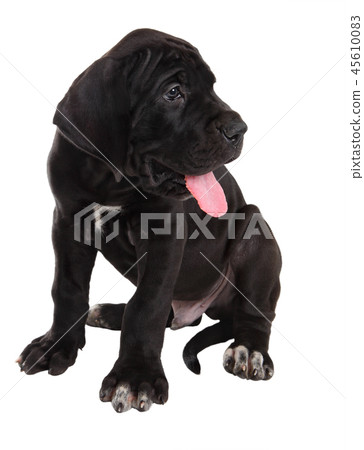 One black Danish Hound puppy, isolated on white  45610083