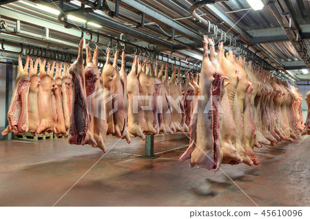 Frozen pork carcasses hanging in hook cold store 45610096