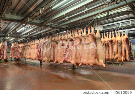 Frozen pork carcasses hanging on hooks 45610099