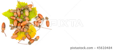 Acorns and oak leaves isolated on white Acorns and oak leaves isolated on white 45610484