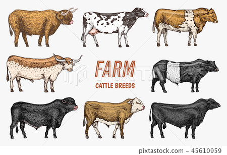 Farm cattle bulls and cows. Different breeds of domestic animals. Engraved hand drawn monochrome 45610959