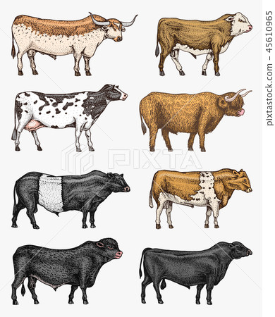 Farm cattle bulls and cows. Different breeds of domestic animals. Engraved hand drawn monochrome 45610965