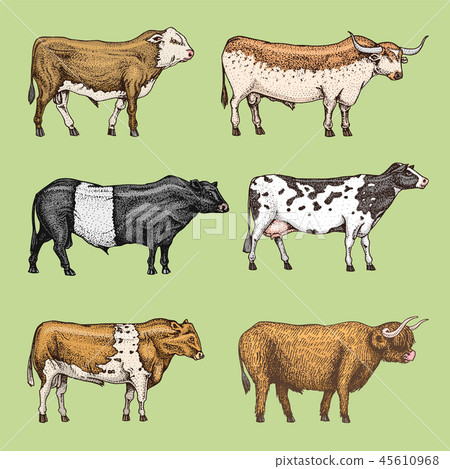 Farm cattle bulls and cows. natural milk and meat. Different breeds of domestic animals. Engraved 45610968