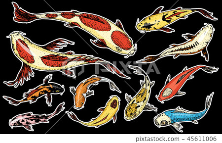 Set of Koi carps, japanese fish on black background. colored korean animals. Sea creature. Engraved Set of Koi carps, japanese fish on black background. colored korean animals. Sea creature. Engraved 45611006