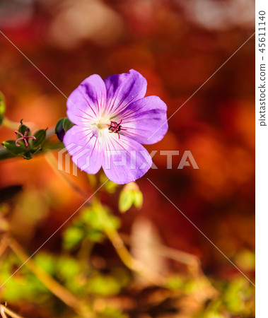 Purple flower and vibrant red background 45611140