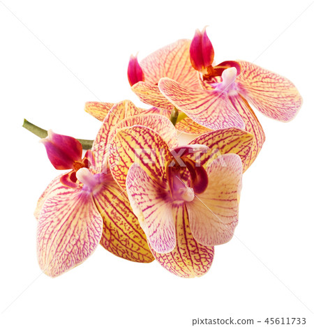 Red orange orchids isolated on white Red orange orchids isolated on white 45611733