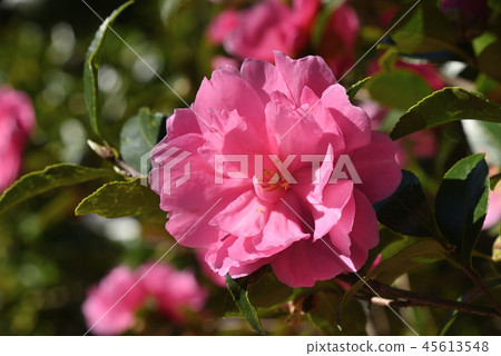 Sasanka (Otome) Sasanka (Otome) 45613548