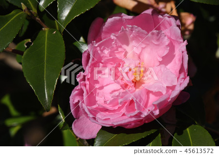 Sasanka（Shikishima） 45613572