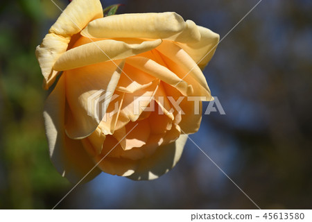 Rose (Lady Hillingdon) 45613580