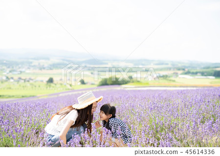 Flower field and family 45614336
