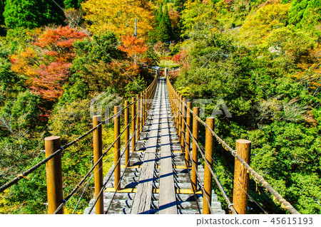 栃木縣吊橋的秋葉[熊本縣八代市] 45615193