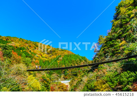 Autumn leaves of Tochigi Suspension Bridge [Yatsushiro City, Kumamoto Prefecture] 45615218
