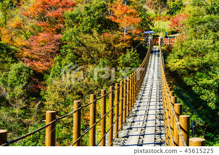 栃木縣吊橋的秋葉[熊本縣八代市] 45615225