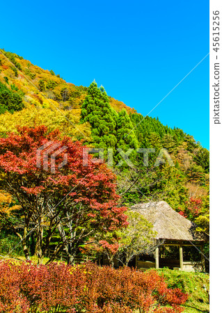 Autumn leaves from Kashiwagi Suspension Bridge Rest area [Yatsushiro City Gokaso, Kumamoto Prefecture] 45615256