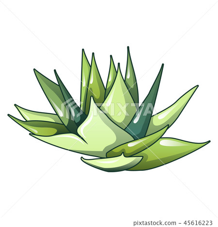Aloe vera plant icon, cartoon style Aloe vera plant icon, cartoon style 45616223