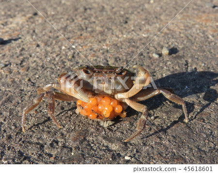 Child-friendly Sawagani (Gujo City, Gifu Prefecture, in the summer of August 2018) Child-friendly Sawagani (Gujo City, Gifu Prefecture, in the summer of August 2018) 45618601