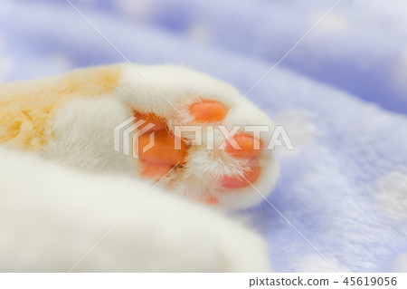 茶白色貓的逗人喜愛的肉丸 茶白色貓的逗人喜愛的肉丸 45619056