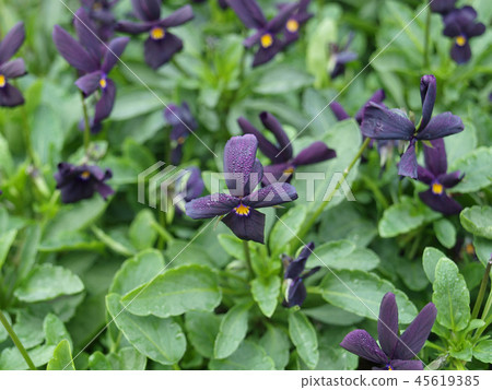 黑色中提琴烏木 45619385