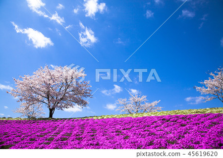 櫻花和馬賽克櫻桃樹 45619620