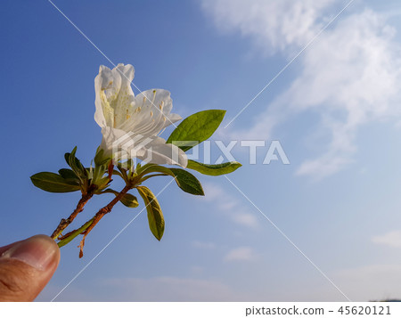 Man picks the white Rhododendron simsii flower Man picks the white Rhododendron simsii flower 45620121