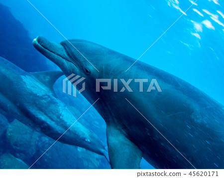 Mikurajima Dolphin Swim 45620171