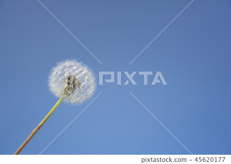 The seed head of a dandelion flower over the sky 45620177