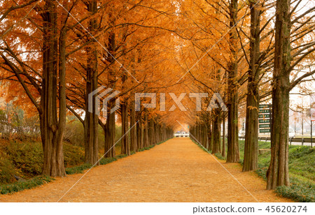 Metasequoia lined Road in winter season 45620274
