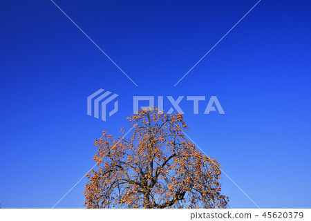 Persimmon and blue sky Persimmon and blue sky 45620379