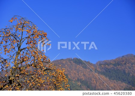 Persimmon and blue sky Persimmon and blue sky 45620380