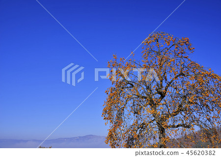 Persimmon and blue sky Persimmon and blue sky 45620382
