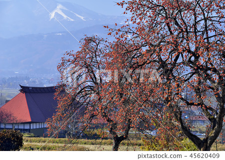 Persimmon tree Persimmon tree 45620409