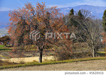 Persimmon tree Persimmon tree 45620410
