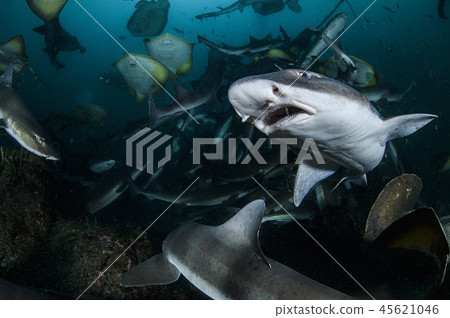 Shark's Face Shark's Face 45621046