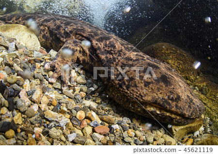 Salty salmon 45621119