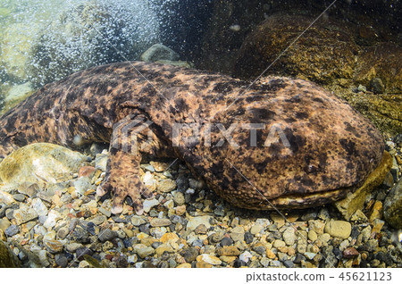 Salty salmon Salty salmon 45621123