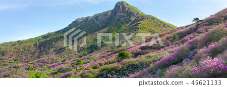 Pink royal azalea or cheoljjuk flower on the mount 45621133