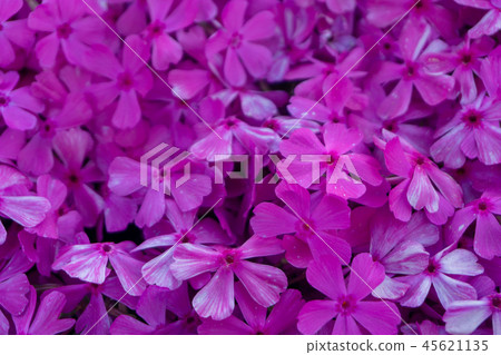 Shibazakura a perennial moss or moss phlox 45621135
