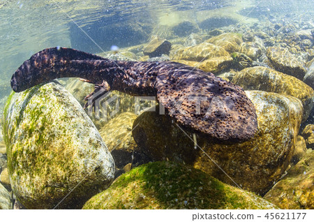 Salty salmon Salty salmon 45621177