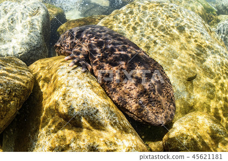咸鮭魚 咸鮭魚 45621181