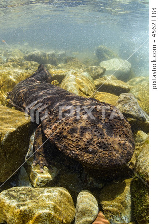 Salty salmon 45621183