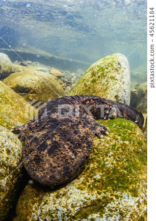 Salty salmon 45621184