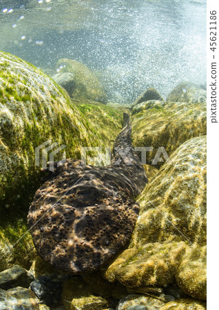 咸鮭魚 咸鮭魚 45621186